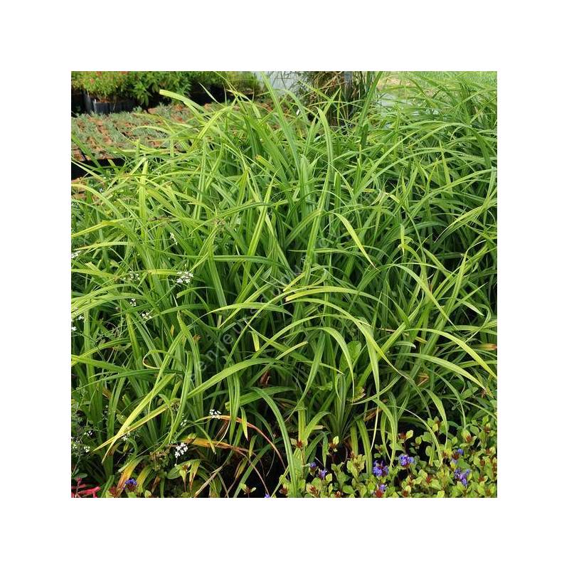 Carex pendula - Laîche pendante