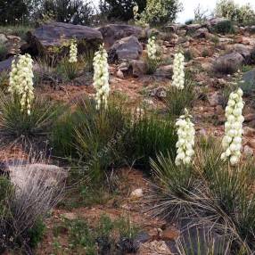 Yucca harrimaniae - Yucca hérisson