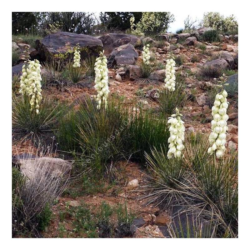 Yucca harrimaniae - Yucca hérisson