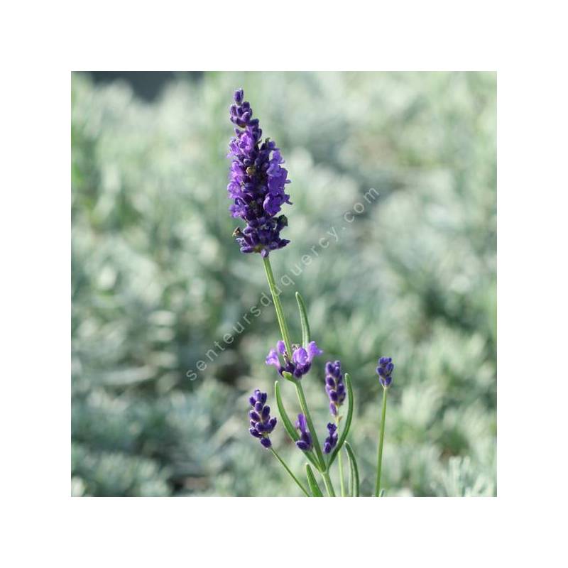 Lavandula angustifolia 'Twickle Purple' - Vraie Lavande