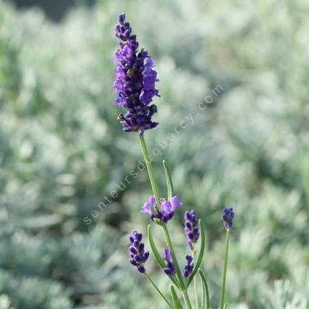 Lavandula angustifolia 'Twickle Purple' - Vraie Lavande