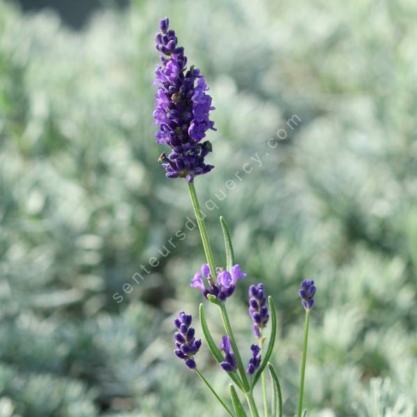 Lavandula angustifolia 'Twickle Purple' - Vraie Lavande Lavandula angustifolia 'Twickle Purple' - Vraie Lavande