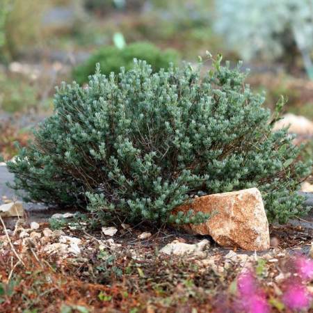 Santolina rosmarinifolia - Santoline à feuilles de romarin