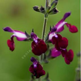 Salvia 'Amethyst Lips' - Sauge arbustive blanche et violette
