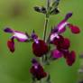 Salvia 'Amethyst Lips' - Sauge arbustive blanche et violette