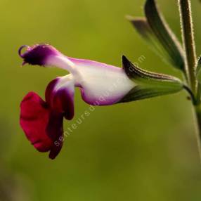 Salvia 'Amethyst Lips' - Sauge arbustive blanche et violette