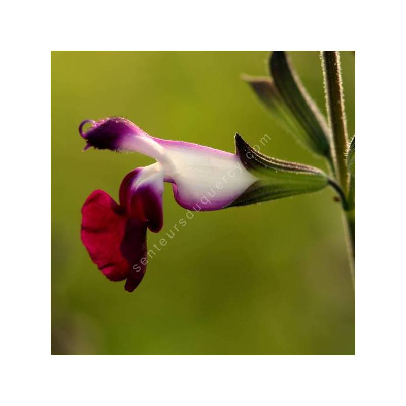 Salvia 'Amethyst Lips' - Sauge arbustive blanche et violette