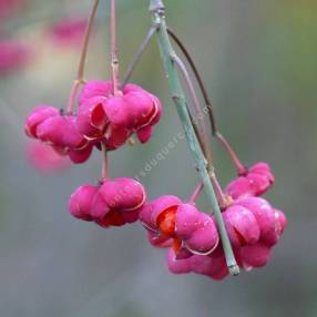 Euonymus europaeus  - Fusain d'Europe