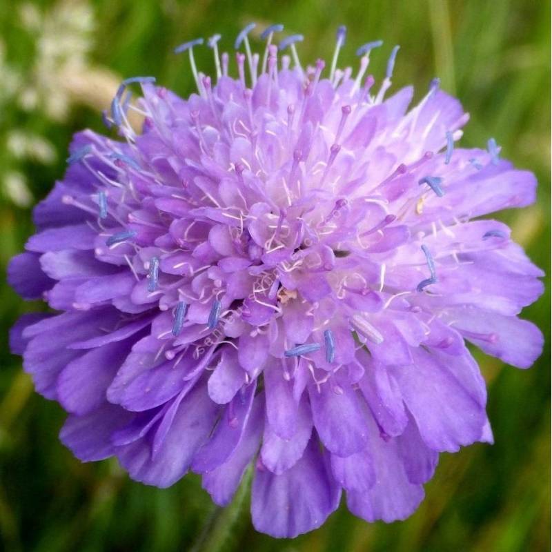 Knautia arvensis - Knautie des champs