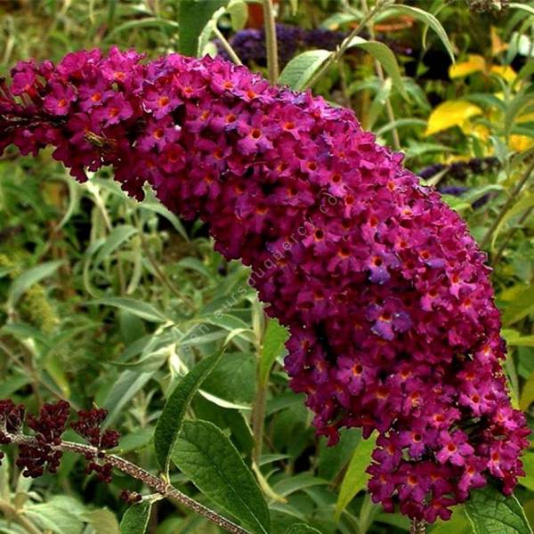 Buddleja davidii 'Royal Red' - Arbre aux papillons pourpre