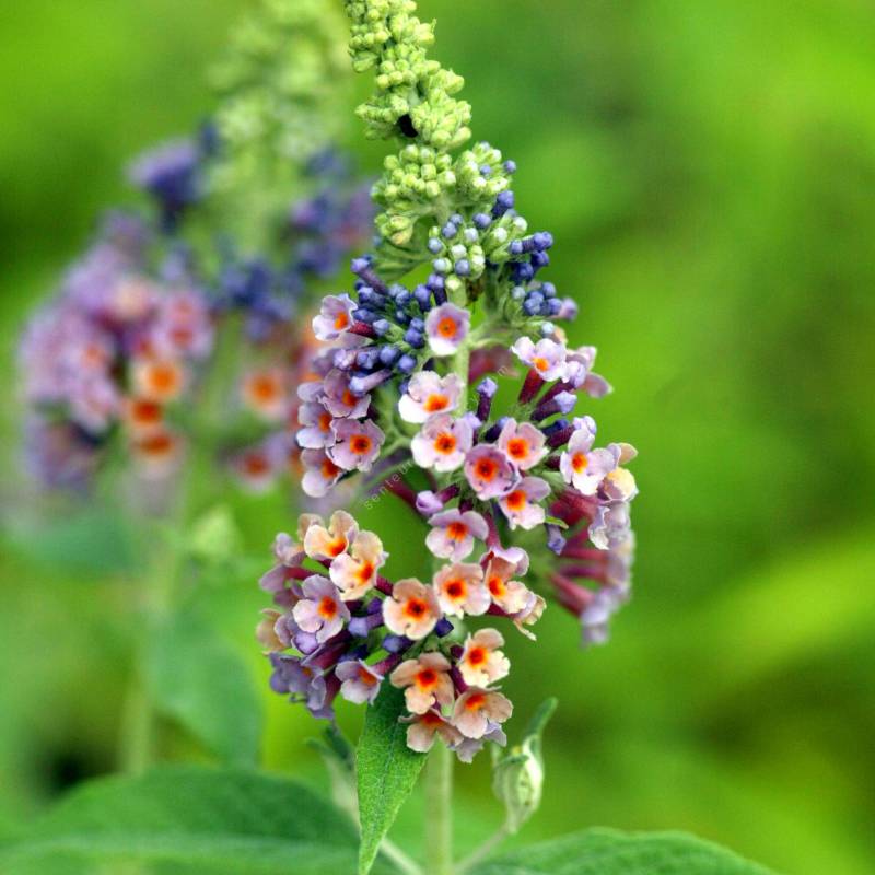 Buddleja 'Bicolor' - Arbre aux papillons