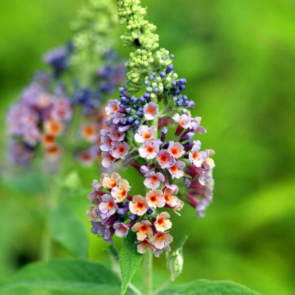 Buddleja 'Bicolor' - Arbre aux papillons Buddleja 'Bicolor' - Arbre aux papillons