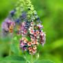 Buddleja 'Bicolor' - Arbre aux papillons