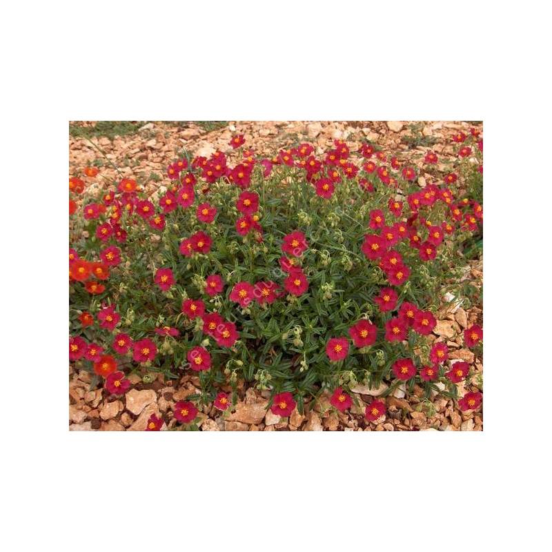 Helianthemum 'Supreme' - Hélianthème à fleur rouge