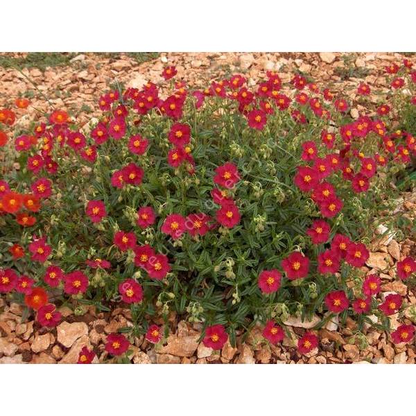 Helianthemum 'Supreme' - Hélianthème à fleur rouge