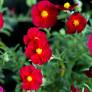 Helianthemum 'Supreme' - Hélianthème à fleur rouge