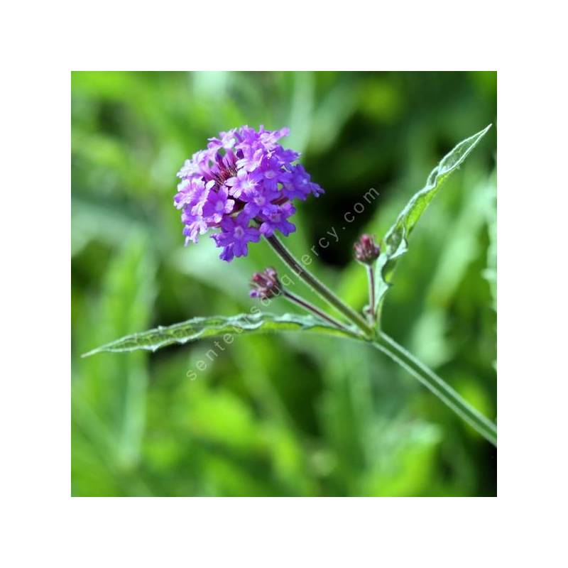 Verbena venosa - Verveine rigide