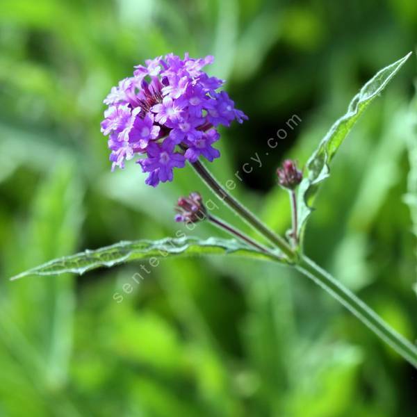 Verbena venosa - Verveine rigide