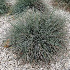 Festuca glauca 'Blue Select' - Fétuque bleue