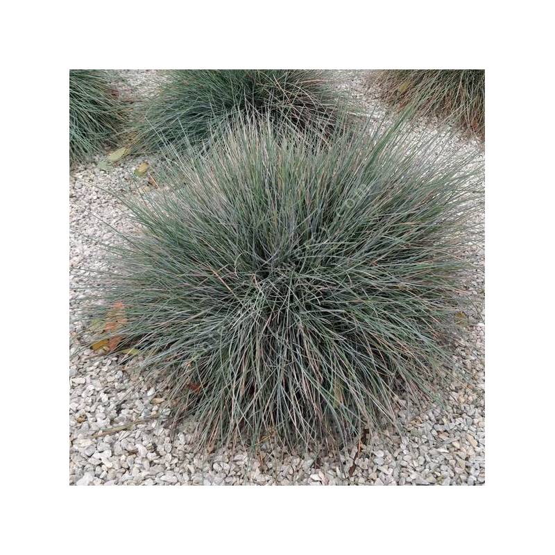 Festuca glauca 'Blue Select' - Fétuque bleue