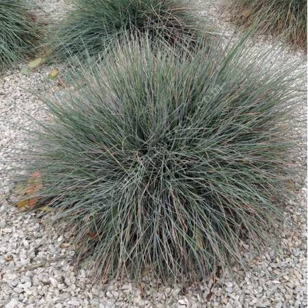 Festuca glauca 'Blue Select' - Fétuque bleue