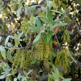 Quercus ilex - Chêne vert