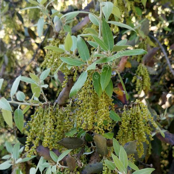 Quercus ilex - Chêne vert