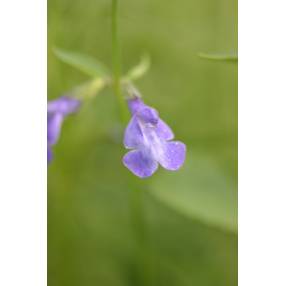 Salvia arizonica - Sauge d'Arizona