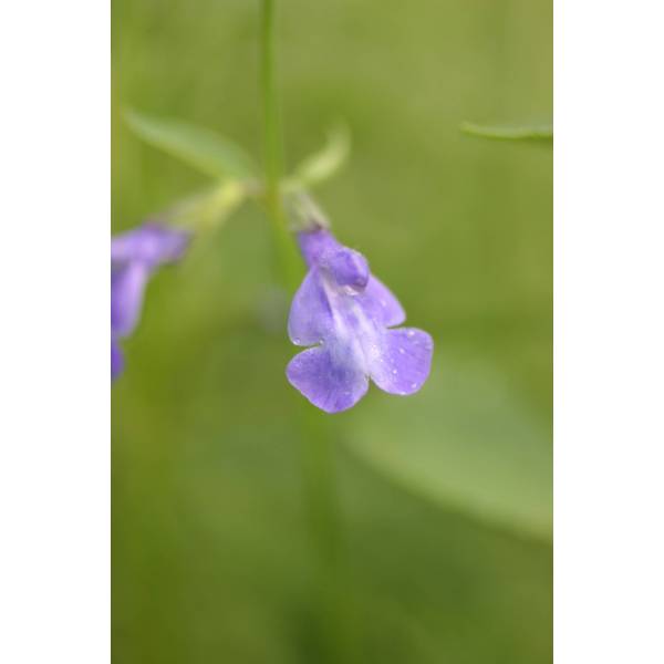 Salvia arizonica - Sauge d'Arizona