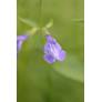 Salvia arizonica - Sauge d'Arizona