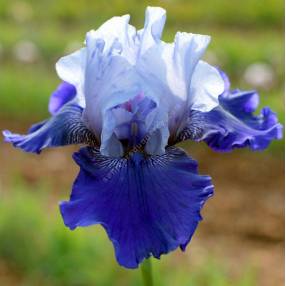 Tous les grands iris de jardins qui sont à vente en ligne