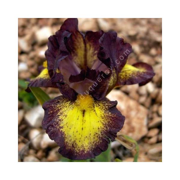 Iris 'If' Iris 'If'