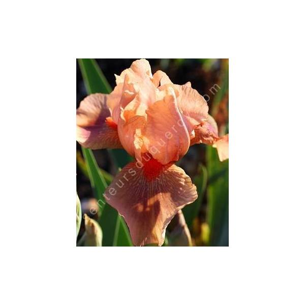 Iris 'Pink Pele' Iris 'Pink Pele'