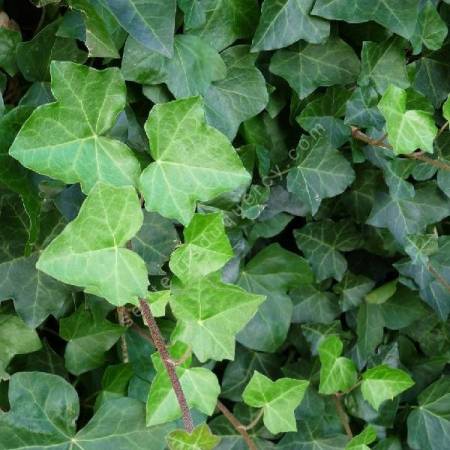 Hedera helix 'Hibernica' - Lierre terrestre