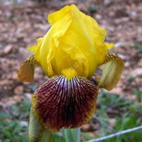 Iris variegata