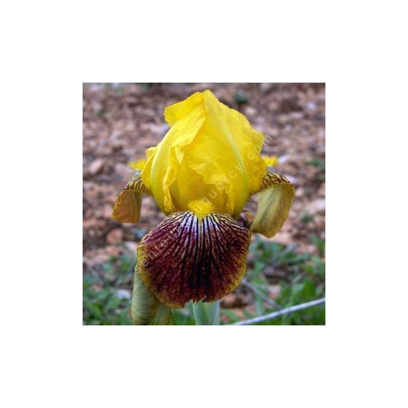 Iris variegata