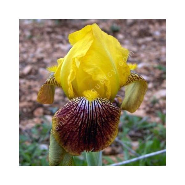 Iris variegata