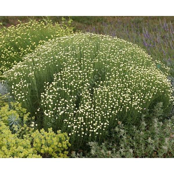 Santolina neapolitana 'Sulfurea' Santolina neapolitana 'Sulfurea'
