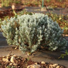 Santolina rosmarinifolia 'Caerulea' - Santoline à feuilles de romarin grise