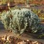 Santolina rosmarinifolia 'Caerulea' - Santoline à feuilles de romarin grise