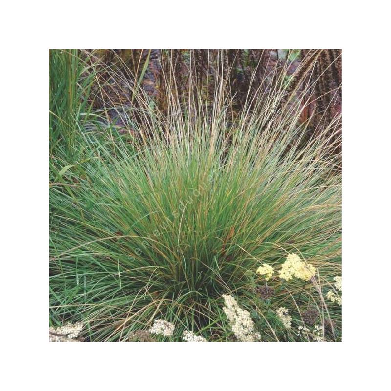 Festuca mairei - Fétuque du Maire