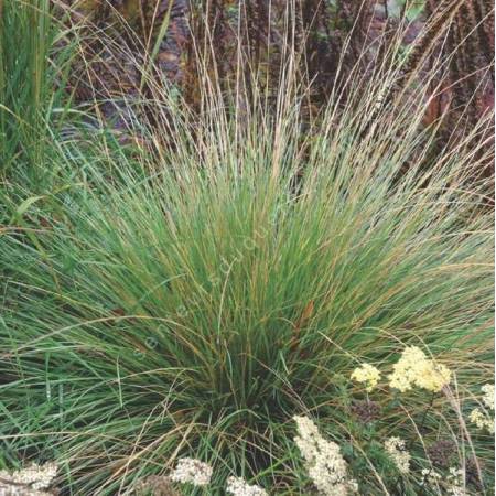 Festuca mairei - Fétuque du Maire