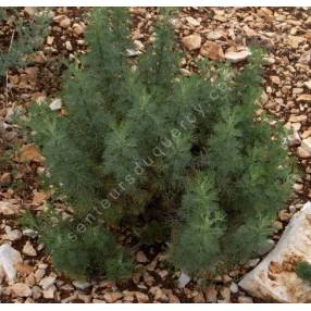 Artemisia abrotanum - Arquebuse - Aurone