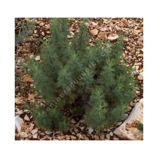 Lot De 3 Pieds Plante Cola Arquebuse Artemisia Abrotanum Cola Plant Plantes D Exterieur Jardinage