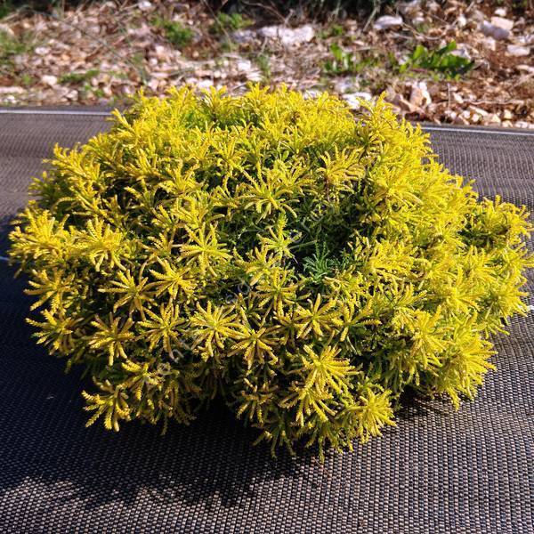 Santolina viridis 'Lemon Fizz' - Santoline dorée Santolina viridis 'Lemon Fizz' - Santoline dorée