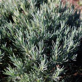 Santolina rosmarinifolia 'Caerulea' - Santoline à feuilles de romarin grise