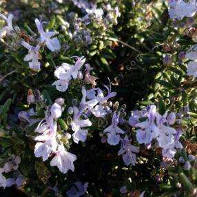 Rosmarinus officinalis 'Prostratus' - Romarin prostré