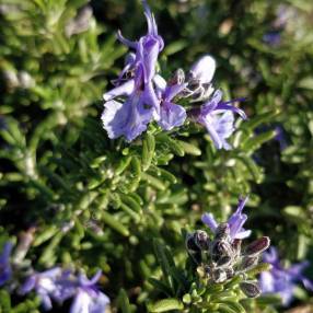 Rosmarinus officinalis 'Punta di Canelle' - Romarin