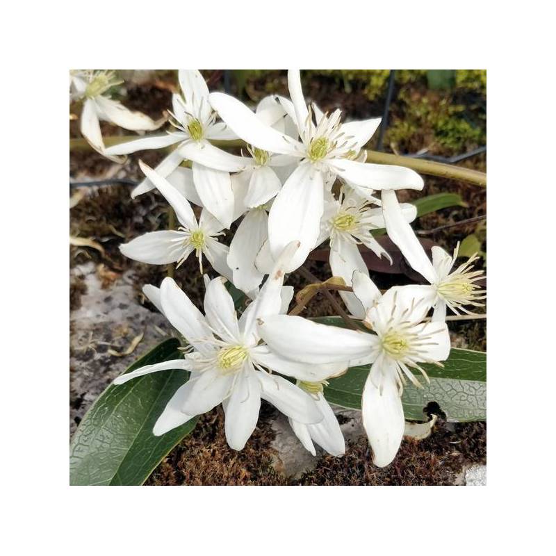 Clematis armandii - Clématite d'Armand