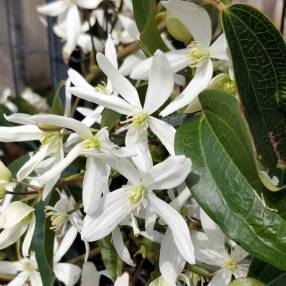 Clematis armandii - Clématite d'Armand